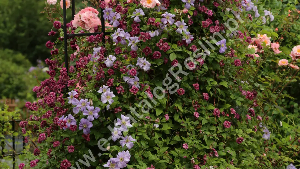 Powojnik ‘Purpurea Plena Elegans’ o bordowych kwiatach oraz różowa róża Rosa Emilia Plater na metalowej podporze w ogrodzie latem