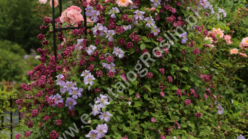 Powojnik ‘Purpurea Plena Elegans’