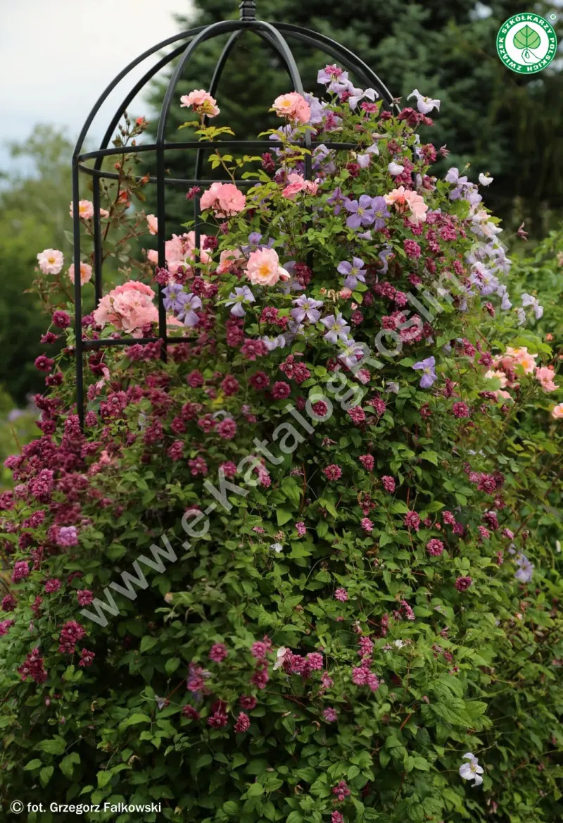 Powojnik ‘Purpurea Plena Elegans’