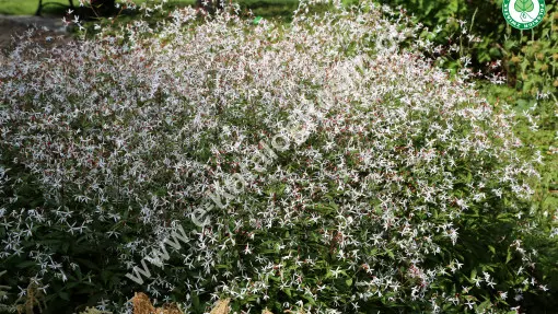 Gilenia trójlistkowa