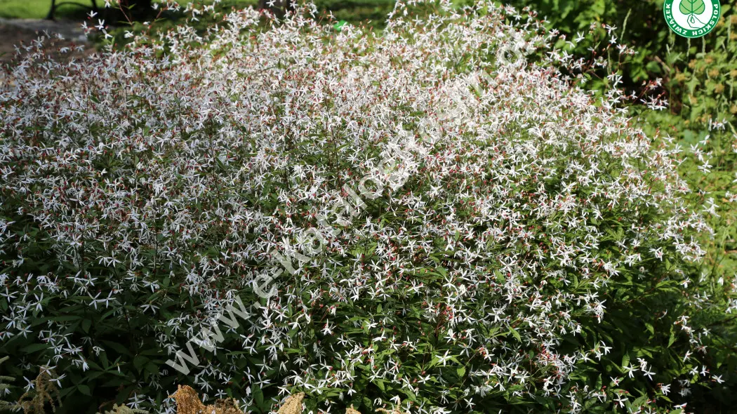 Kwitnąca latem na biało gilenia trójlistkowa Gillenia trifoliata w ogrodzie.