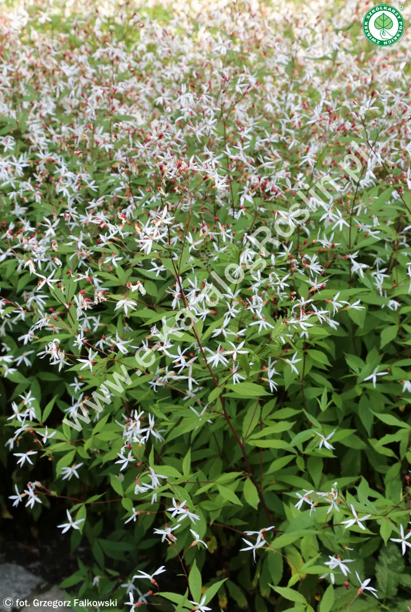 Gilenia trójlistkowa