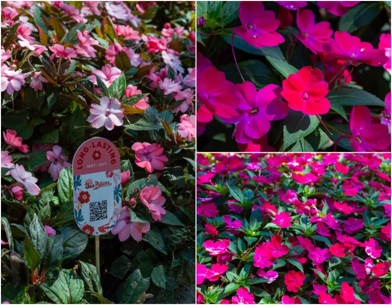 SunPatiens to znacznie więcej niż ciekawa alternatywa dla tradycyjnych niecierpków