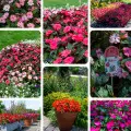 Słońce, cień, upał czy deszcz? Niecierpki Sunpatiens kwitną w każdych warunkach