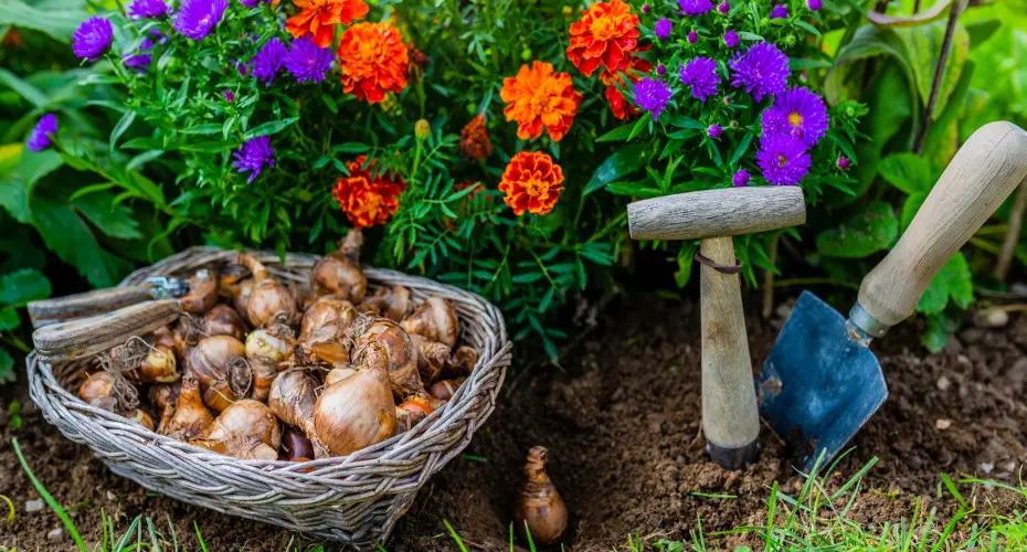 Tulipany kupione, ale kiedy je posadzić? Za wcześnie też nie jest dobrze