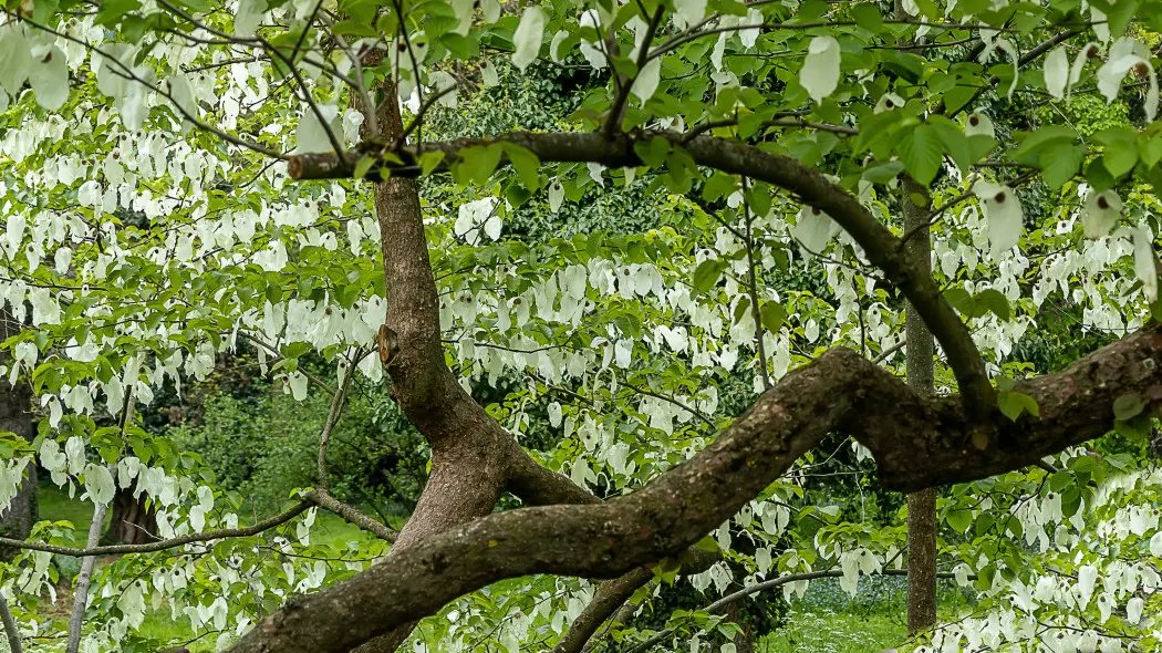Drzewo z białymi chusteczkami. Gdy zakwitnie, wygląda jak duch