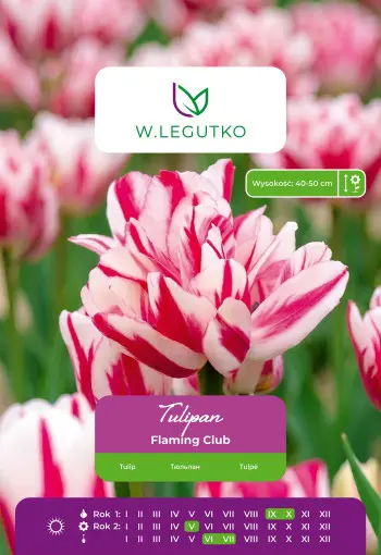 Tulipan Flaming Club