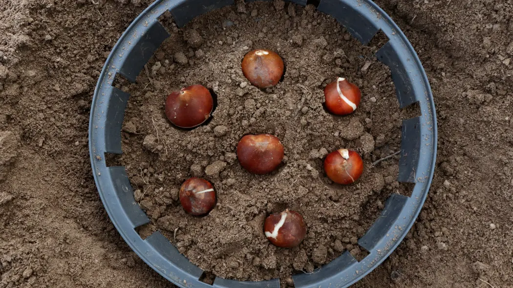 Koszyczek do cebulek to nie gadżet. Może uratować tulipany