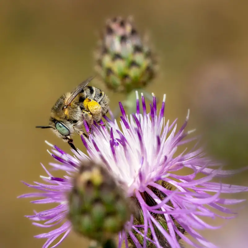 Porobnica chabrowa
