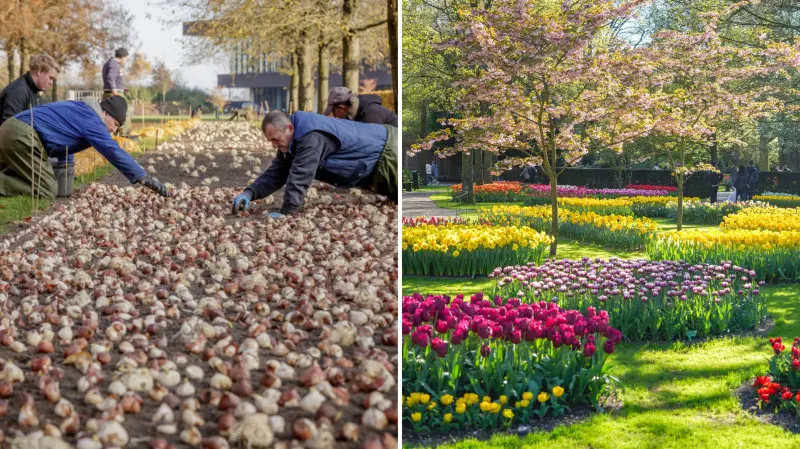 Każdej jesieni ogrodnicy w holenderskim Keukenhof sadzą około 7 milionów cebulek kwiatowych