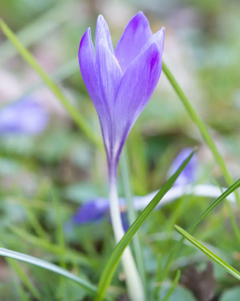 Krokus Tommasiniego