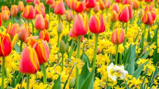 Tulipany i narcyzy razem? Wyglądają dobrze, ale warto zachować odpowiednie zasady podczas sadzenia