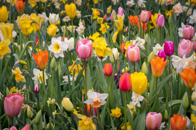 Tulipany i narcyzy razem na rabacie