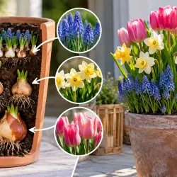 Tulipany, narcyzy i szafirki w jednej donicy? Tak, dzięki tej holenderskiej metodzie