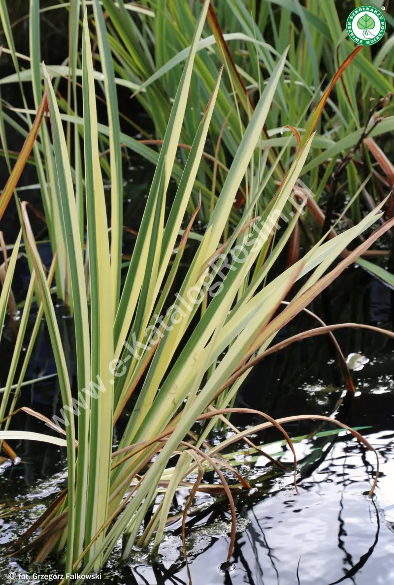 Tatarak zwyczajny ‘Variegatus’