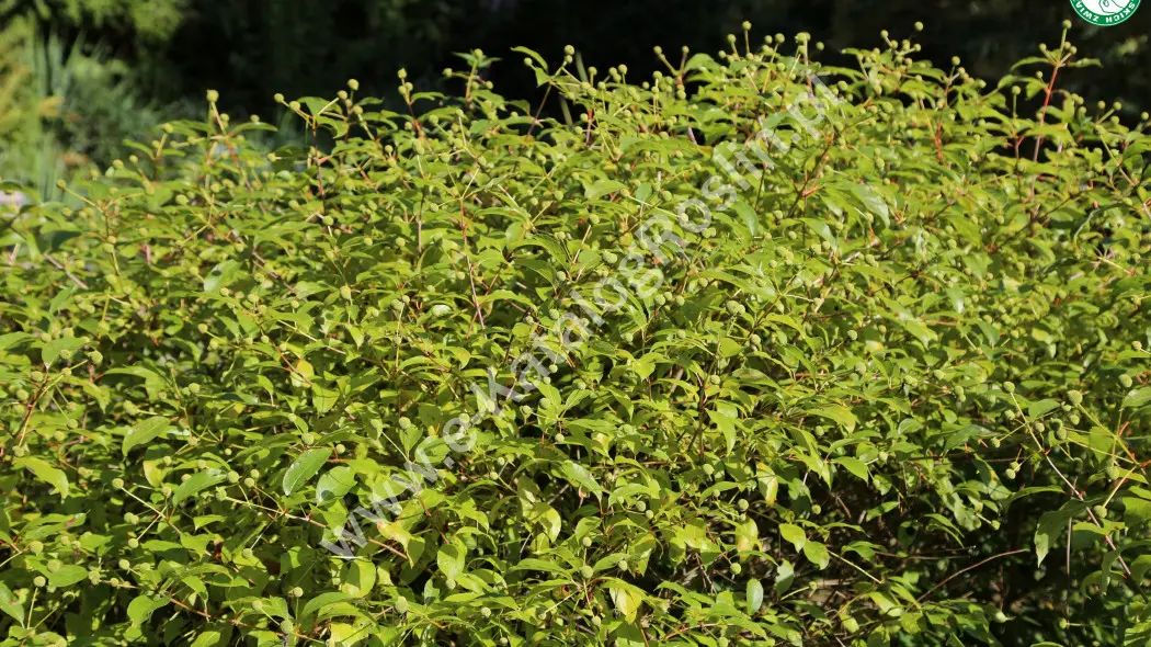 Guzikowiec zachodni (Cephalanthus occidentalis). Egzotycznie wyglądający krzew o białych kwiatach w ogrodzie.
