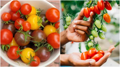 Czy warto kupować mieszanki nasion pomidorów? Zalety i wady
