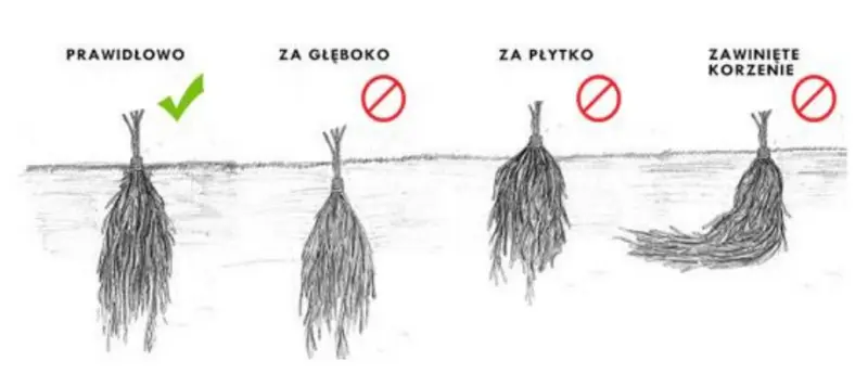 Jak prawidłowo posadzić sadzonki FRIGO