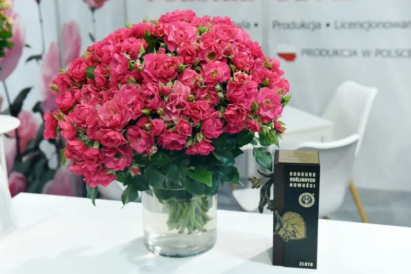 Róża Matka Polka - złoto w Konkursie Roślin Nowości 2026