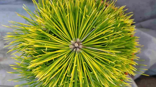 Sosna Thunberga 'Gifuto'