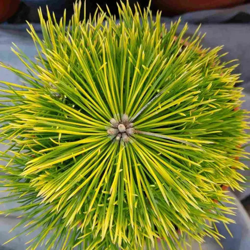 Sosna Thunberga 'Gifuto'