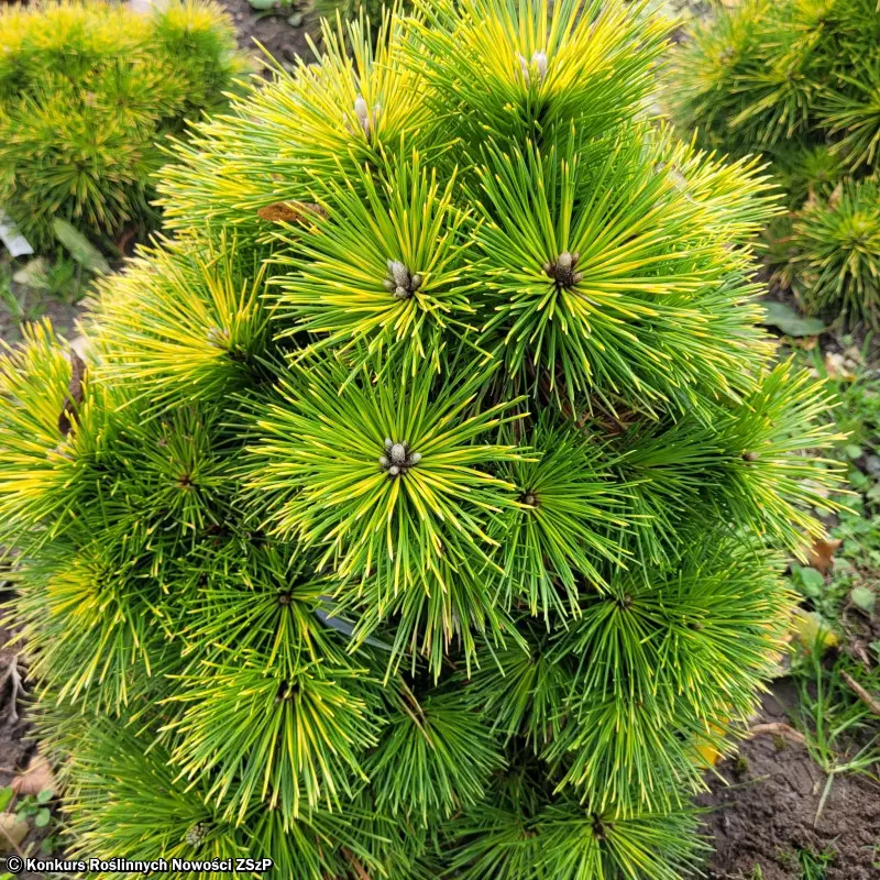 Sosna Thunberga 'Gifuto'