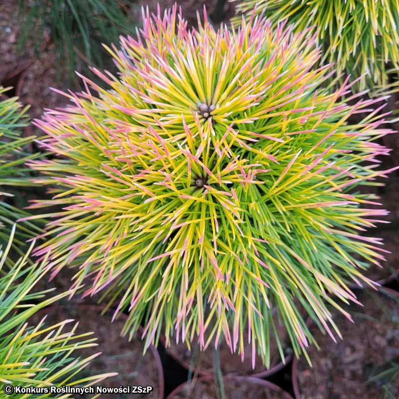 Sosna Thunberga 'Gifuto'