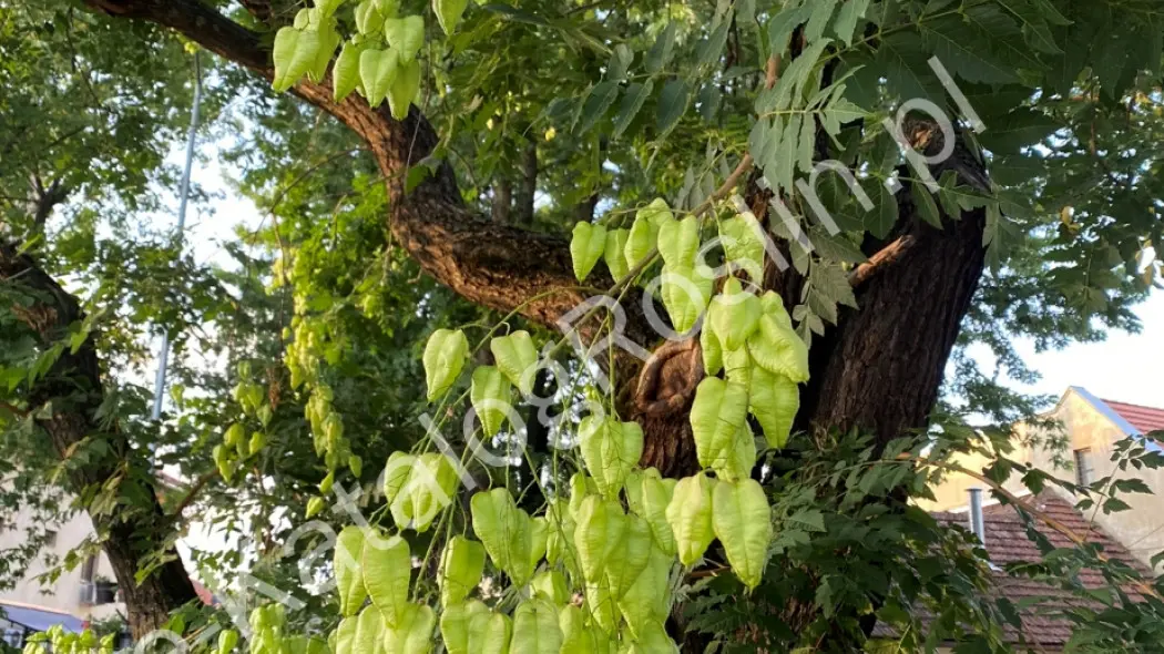 Mydleniec wiechowaty  (Koelreuteria paniculata). Lampionowate owocostany na drzewie ozdobnym.
