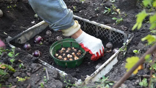 Posadź cebulki w skrzynce, a po kwitnieniu "znikną" z rabaty