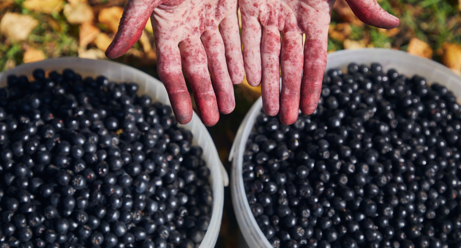 Aronia nie musi smakować cierpko. Możliwe, że zbierasz ją za wcześnie