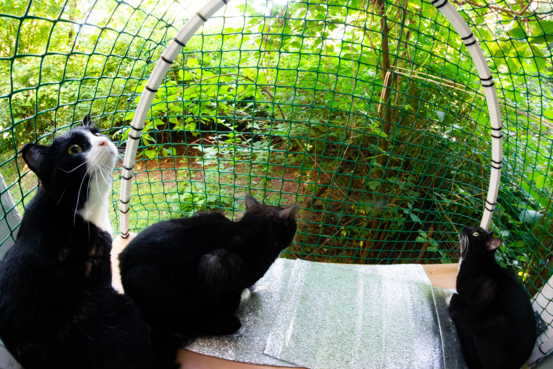 Woliera dla kotów - catio
