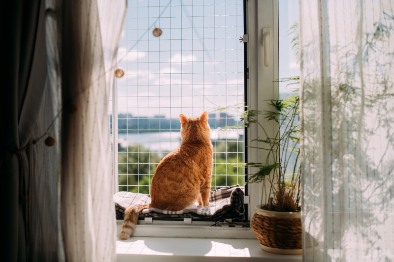 Woliera dla kotów - catio