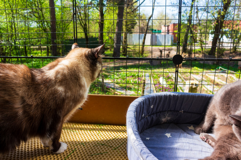 Woliera dla kotów - catio