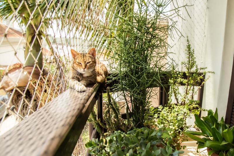 Woliera dla kotów - catio