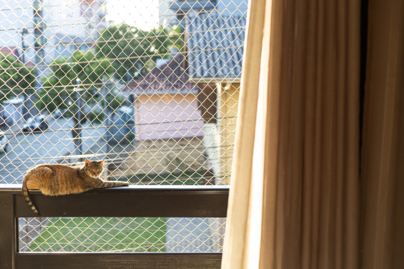 Woliera dla kotów - catio