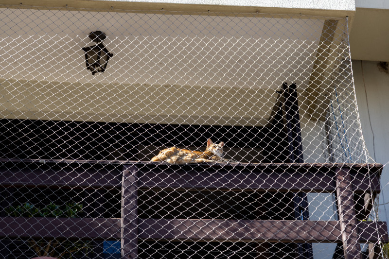 Woliera dla kotów - catio