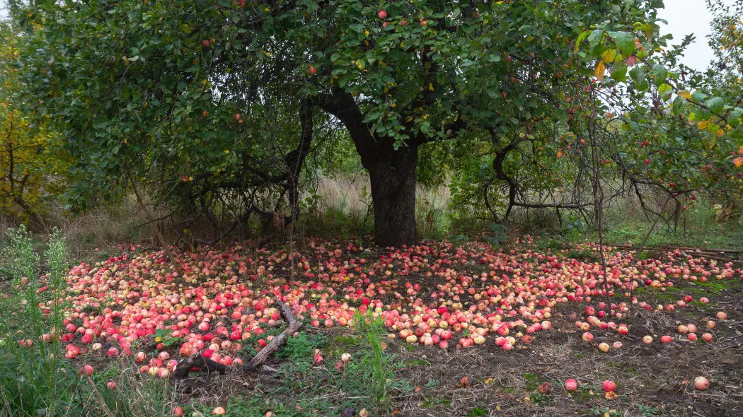 Pod jabłonią leży pełno owoców? Zbierz je, zanim narobią kłopotów
