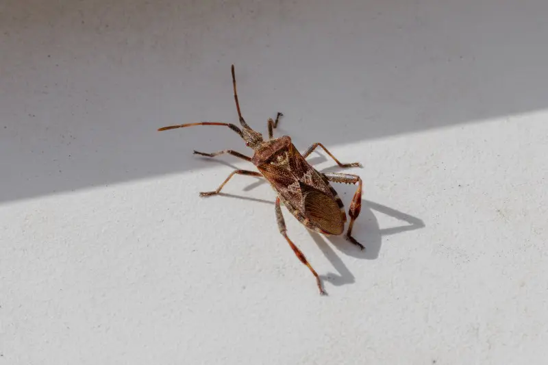 Wtyk amerykański Leptoglossus occidentalis - wygląd owada
