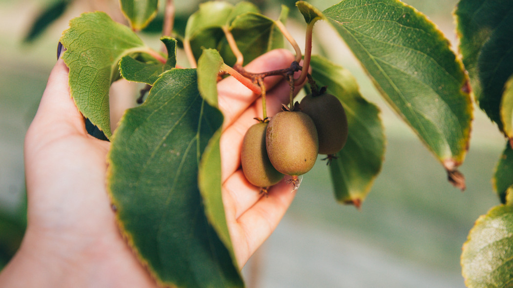 Mini kiwi męskie, żeńskie i samopylne