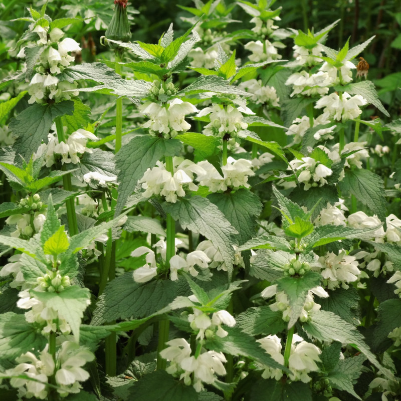 Jasnota biała