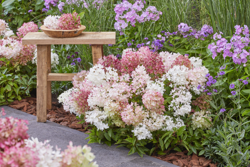 Hydrangea paniculata Groundbreaker® Blush™ 'LC NO21' PBR