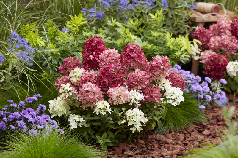 Hydrangea paniculata Groundbreaker® Ruby™ 'LC NO27' PBRAF