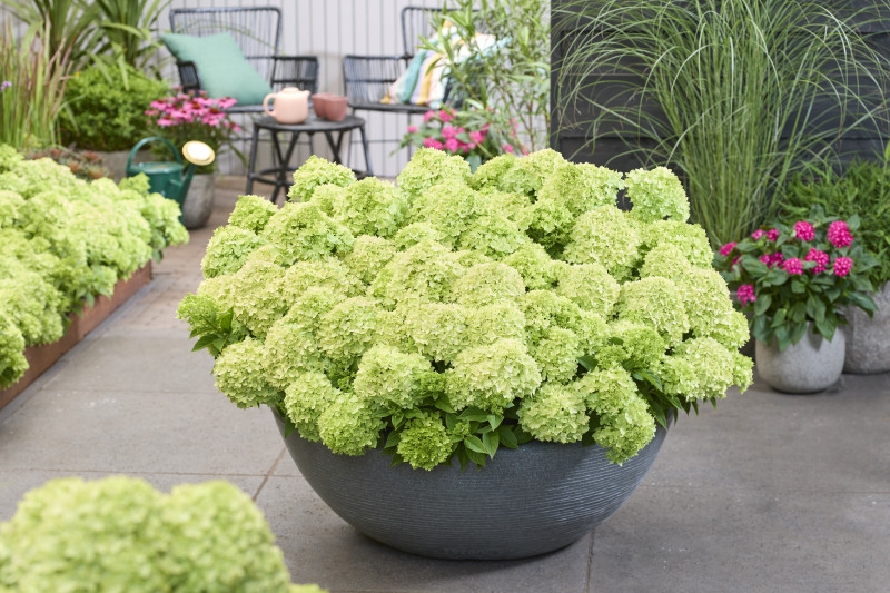 Hydrangea paniculata Groundbreaker® Greeny™ 'LC NO24' PBR
