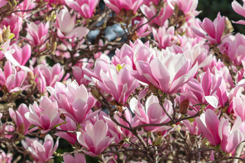 Magnolia pąki kwiatowe zawiązuje w poprzednim sezonie