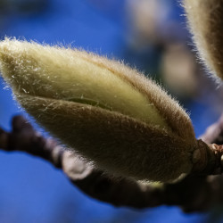 Magnolia jesienią ma już duże, włochate pąki? Nie obrywaj ich