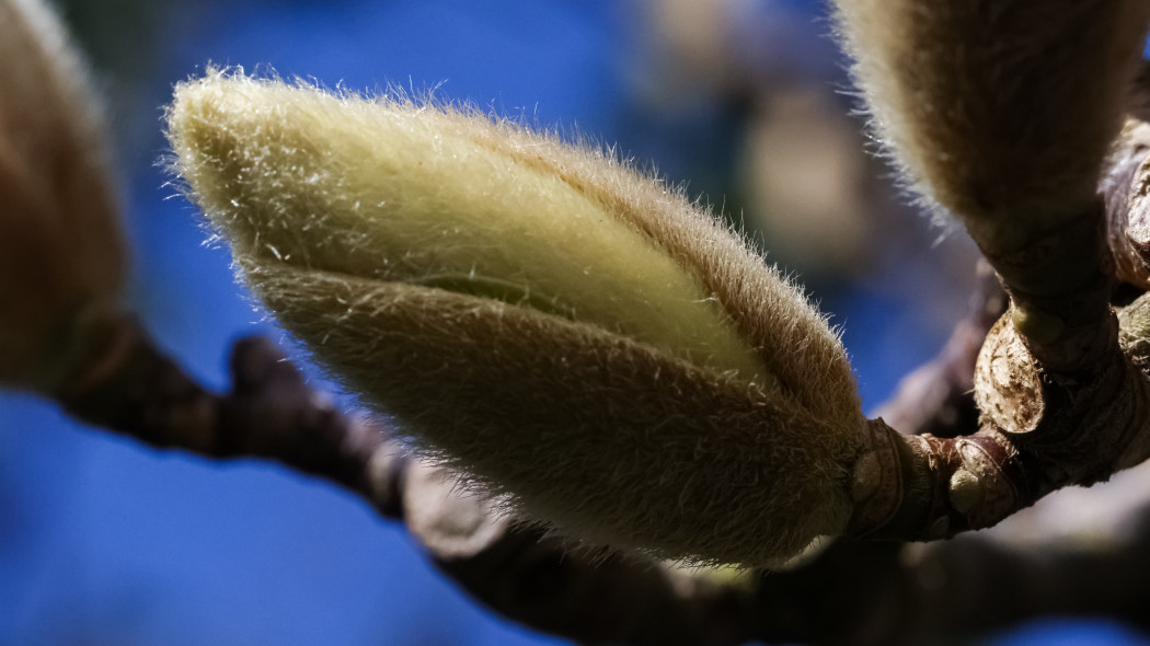 Magnolia jesienią ma już duże, włochate pąki? Nie obrywaj ich