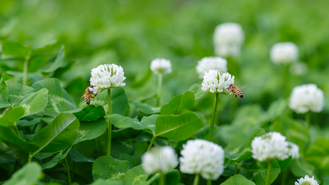 Trawnik może kwitnąć i nadal być niski. Tak stworzysz bee lawn