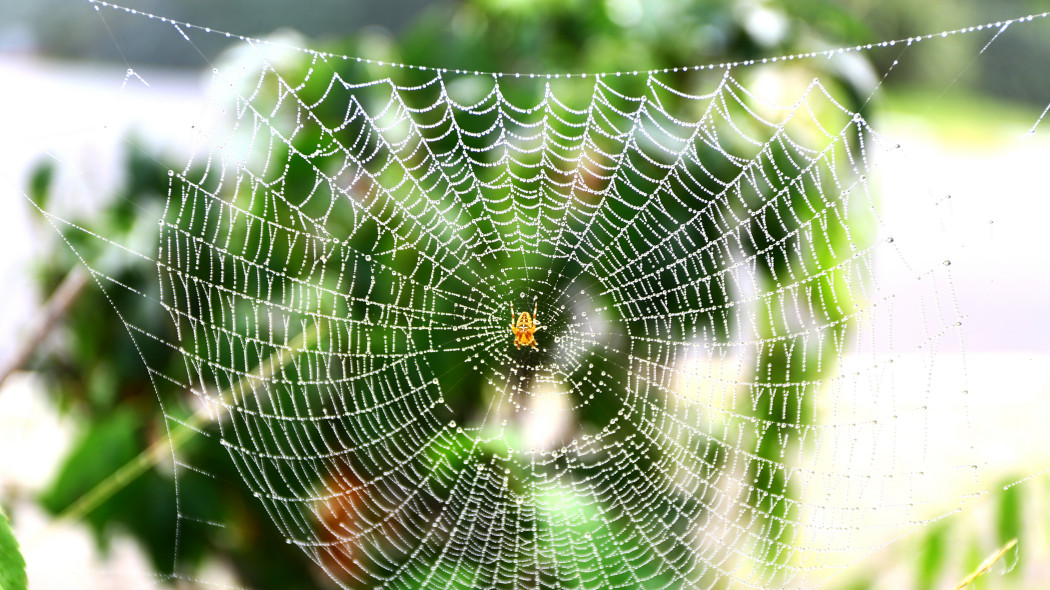 Krzewy oplatają srebrne sieci? Jesienią nie chwytaj od razu za opryskiwacz