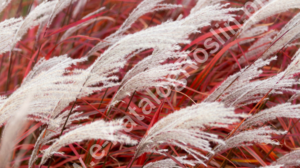 Miskant chiński Miscanthus sinensis ‘Lady in Red’. Trawa ozdobna o czerwonych liściach i białych kwiatostanach jesienią