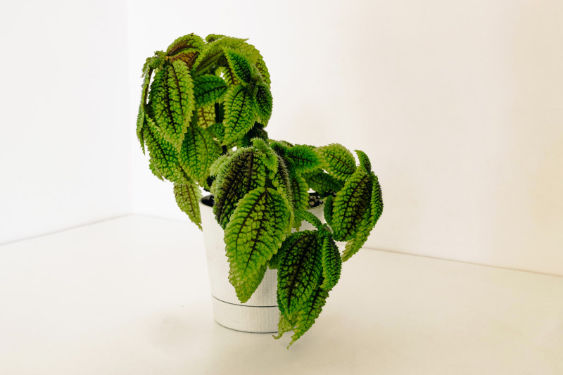 Pilea błyszcząca ‘Moon Valley’
